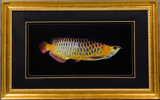 紅龍魚
