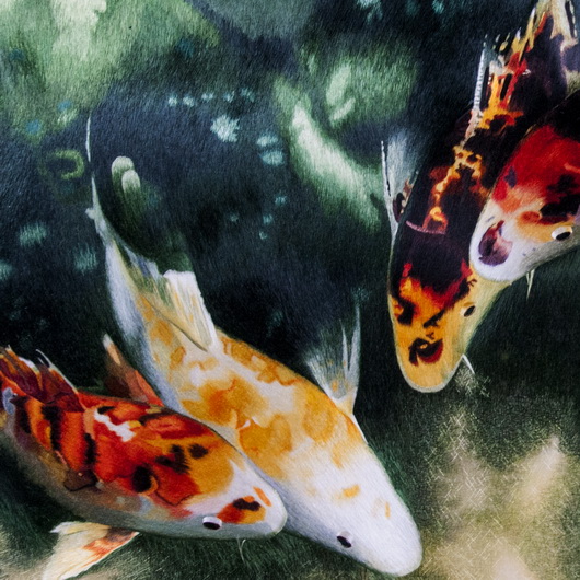 荷花錦鯉魚