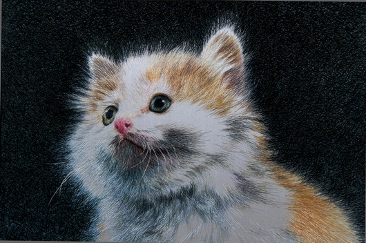 貓