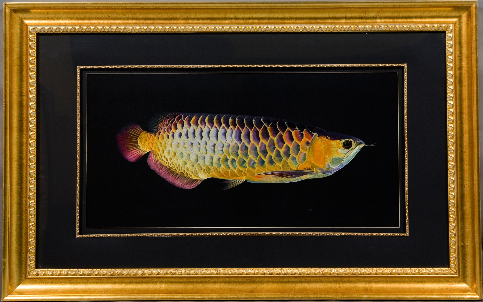 紅龍魚
