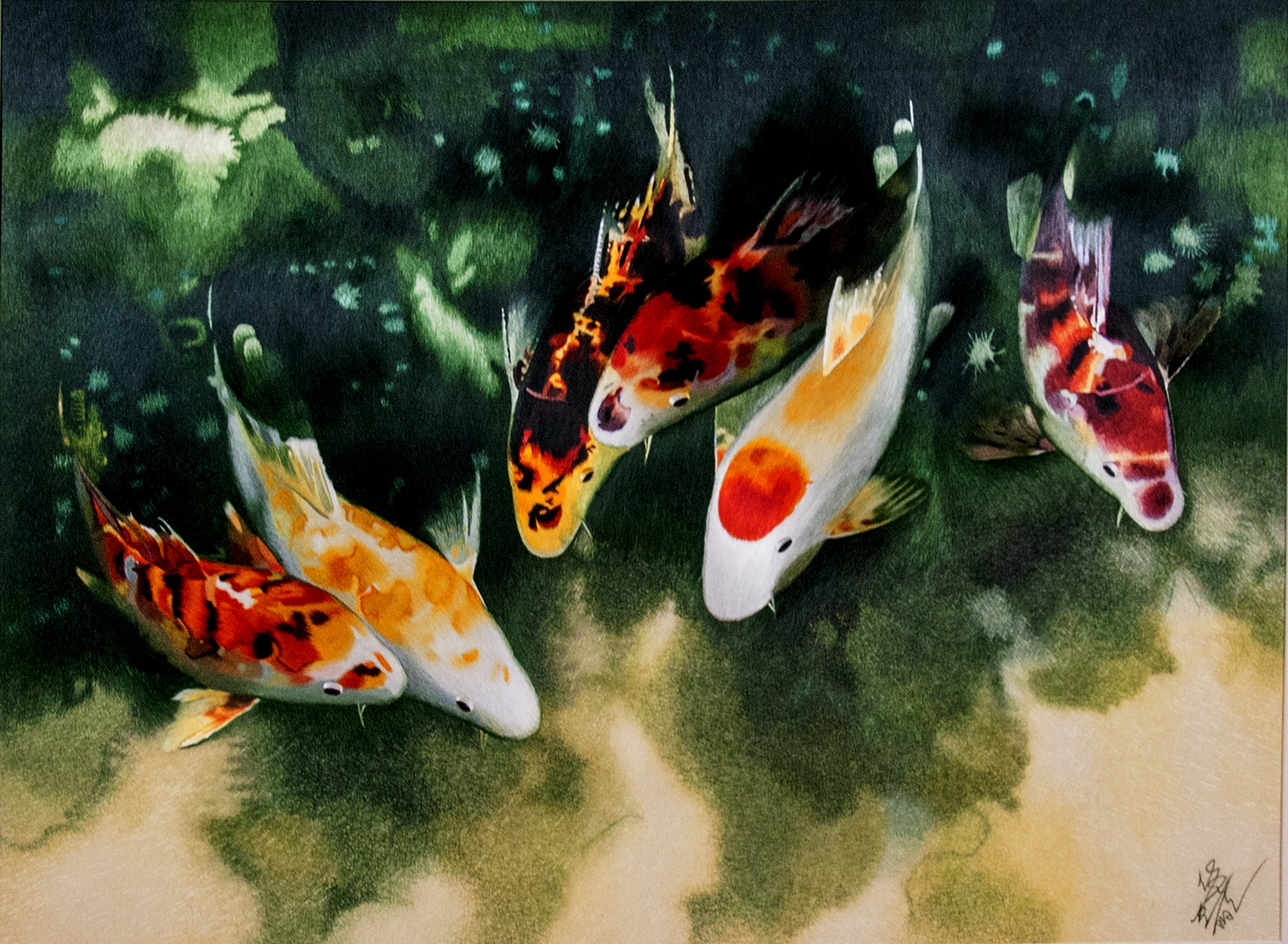 荷花錦鯉魚